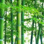ゴミの山がお金になるかも。新素材CNF