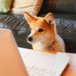 クルマもいよいよネットで買う時代?