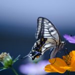 このコバエたちはどこから・・・。虫の鼻は侮れない