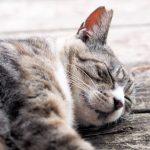 熱帯夜続きで最近、睡眠の質がイマイチの方へ