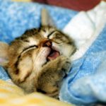 サラリーマンは睡眠の質にこだわる